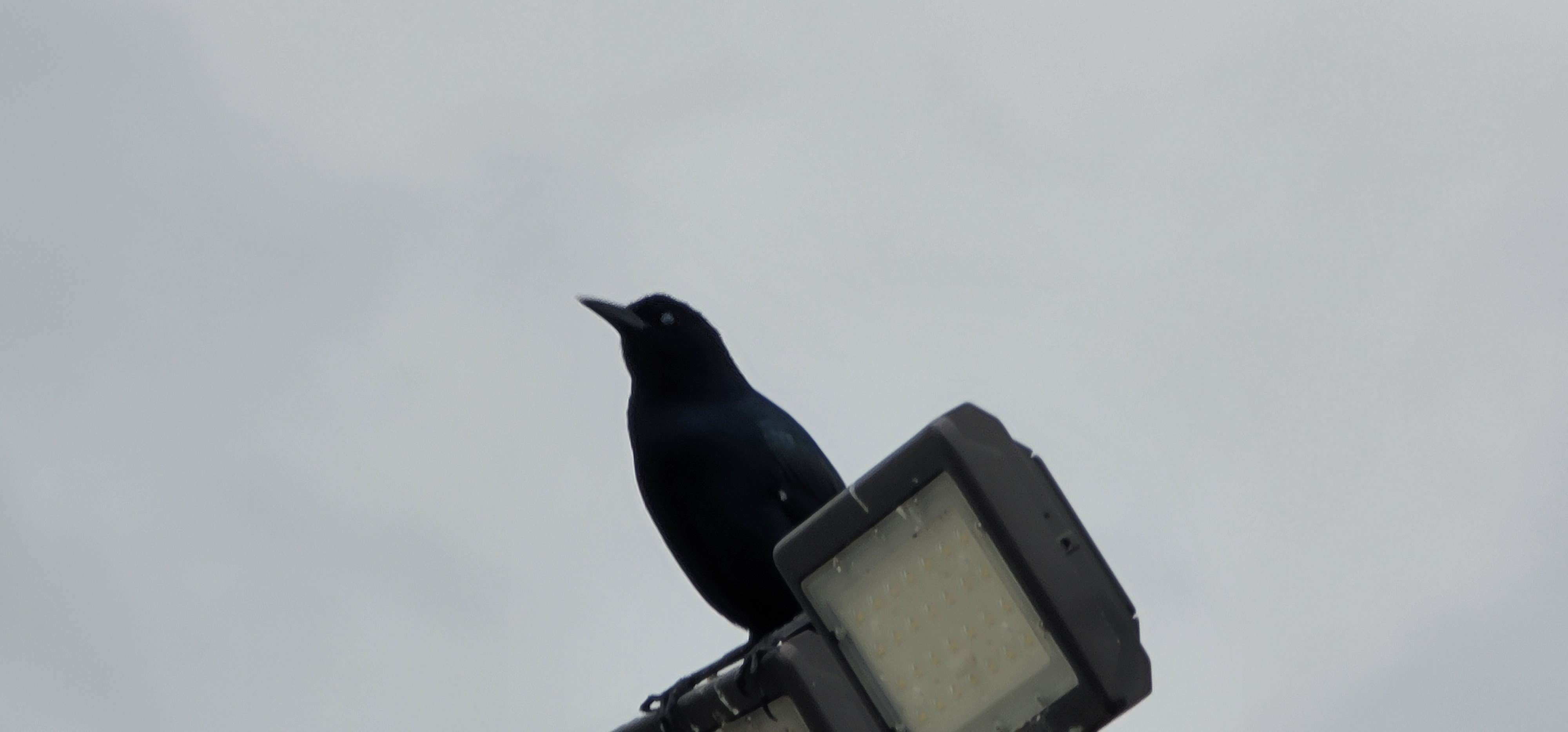 A black bird sitting on top of a light